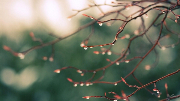 The noise of rain for your brain
