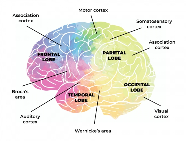 brain zones